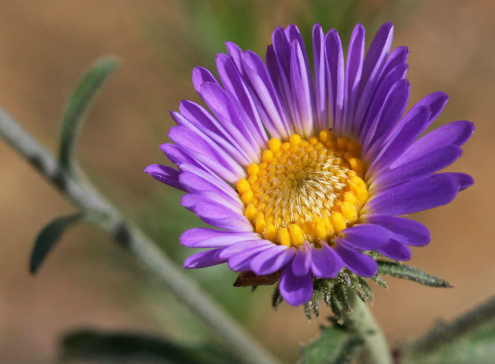 Purple Aster